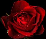 Rosa significa Amor para os Ciganos
